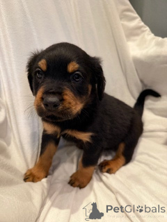 Photo №1. rottweiler - à vendre en ville de Braquage | négocié | Annonce №169350