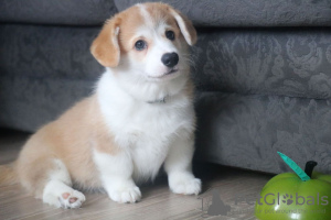 Photo №2 de l'annonce № 93602 de la vente welsh corgi - acheter à Biélorussie de la fourrière