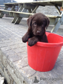 Photo №3. Prachtige raszuivere Labrador-puppy's Klaar voor hun eeuwige thuis!. Pays Bas