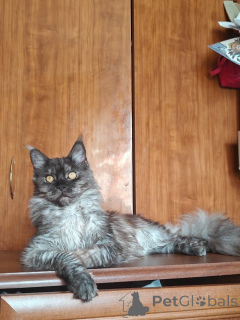 Photo №1. maine coon - à vendre en ville de Aiola | 700€ | Annonce № 169614