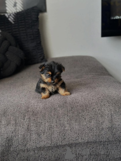Photo №4. Je vais vendre yorkshire terrier en ville de Chania. éleveur - prix - 250€