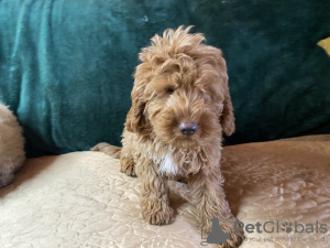 Photo №2 de l'annonce № 97069 de la vente cavalier king charles spaniel - acheter à USA annonce privée, éleveur