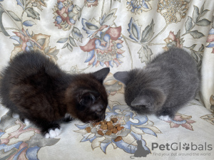 Photo №3. Chatons mignons. La finlande