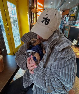 Photo №3. À la recherche d'un foyer aimant, contactez WhatsApp Business 447450021323. La finlande