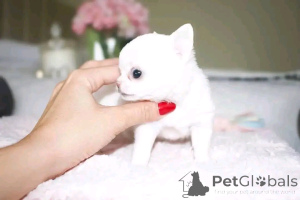 Photo №4. Je vais vendre caniche (jouet) en ville de Helsinki. annonce privée, éleveur - prix - 436€