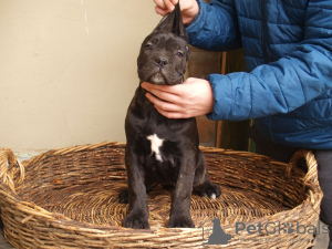 Photos supplémentaires: Chiots cane corso à vendre