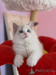 Photo №2 de l'annonce № 169100 de la vente ragdoll - acheter à La finlande de la fourrière