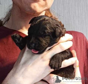 Photo №4. Je vais vendre terrier noir russe en ville de Łaziska Górne. éleveur - prix - 1000€