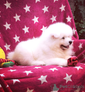 Photo №4. Je vais vendre samoyède en ville de Kiskunlacháza. éleveur - prix - 1500€