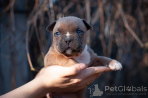 Photos supplémentaires: Chiots American Staffordshire Terrier