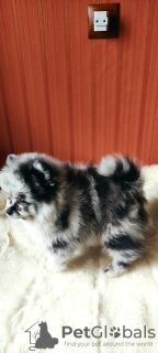Photo №4. Je vais vendre spitz allemand en ville de Nizhny Novgorod. éleveur - prix - négocié