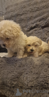 Photo №2 de l'annonce № 175107 de la vente bichon à poil frisé - acheter à Allemagne annonce privée