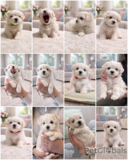 Photo №1. bichon maltais - à vendre en ville de Lègstrup | négocié | Annonce №169969