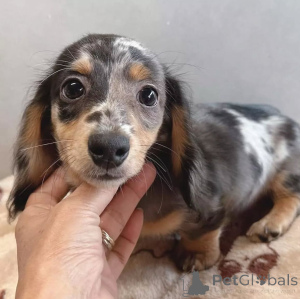 Photo №3. Mini chiots teckel. La finlande