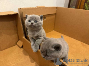 Photo №4. Je vais vendre british shorthair en ville de Larnaca. éleveur - prix - 450€