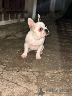Photo №4. Je vais vendre bouledogue en ville de Smederevo. annonce privée - prix - 500€