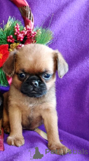 Photo №2 de l'annonce № 163431 de la vente petit brabançon - acheter à Fédération de Russie éleveur