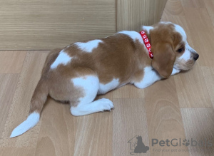 Photo №4. Je vais vendre beagle en ville de Belarus. annonce privée - prix - 860€