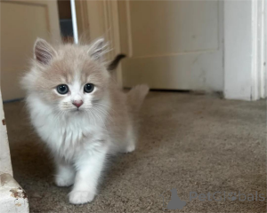 Photo №2 de l'annonce № 154980 de la vente persan - acheter à Allemagne 