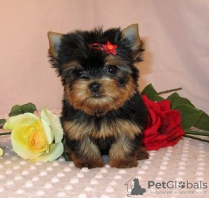 Photo №1. biewer yorkshire terrier - à vendre en ville de San Jose | Gratuit | Annonce №124098