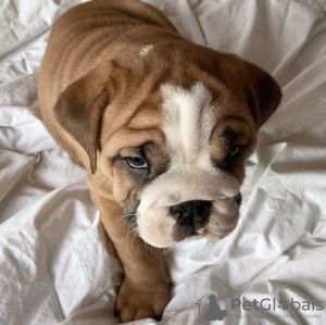 Photo №4. Je vais vendre bulldog anglais en ville de Дортмунд. annonce privée - prix - 400€