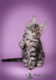 Photo №3. Maine Coon Kittens. La Lettonie
