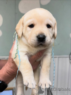 Photo №1. labrador retriever - à vendre en ville de Basel | négocié | Annonce №179024