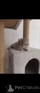 Photo №1. british longhair - à vendre en ville de Ankara | négocié | Annonce № 152329