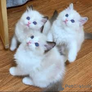 Photo №1. ragdoll - à vendre en ville de Varsovie | 500€ | Annonce № 168352