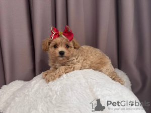 Photo №2 de l'annonce № 62408 de la vente maltipu - acheter à Ukraine annonce privée