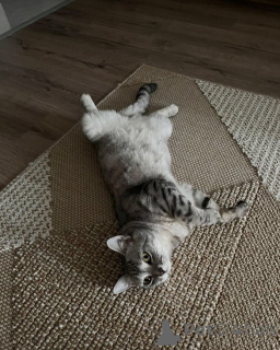 Photo №1. british shorthair - à vendre en ville de Aiola | 550€ | Annonce № 157769