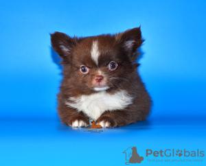 Photos supplémentaires: Très beau garçon de race Chihuahua de couleur exclusive.