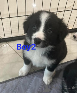 Photo №1. border collie - à vendre en ville de Marin | 580€ | Annonce №175180