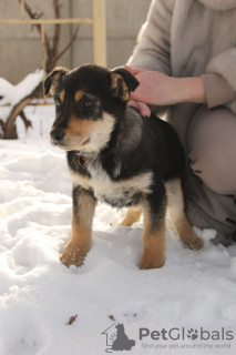 Photo №2 de l'annonce № 9164 de la vente chien bâtard - acheter à Biélorussie de l'abri
