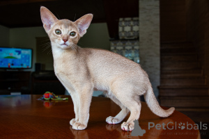 Photos supplémentaires: Enfants abyssiniens - 2 garçons et filles