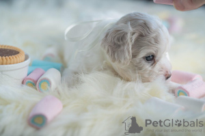 Photo №3. Chiots Bichon Frison. Serbie