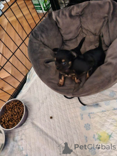 Photo №1. chihuahua - à vendre en ville de Atlanta | 678€ | Annonce №161378