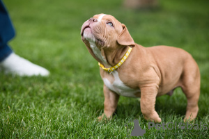 Photos supplémentaires: Chiots American Bully à vendre