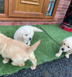 Photo №2 de l'annonce № 141161 de la vente golden retriever, labrador retriever - acheter à Canada annonce privée