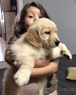 Photo №4. Je vais vendre golden retriever en ville de Kovilj. éleveur - prix - négocié