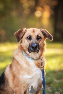 Photo №3. Gerda, une chienne très intelligente et reconnaissante, cherche une famille !. Fédération de Russie