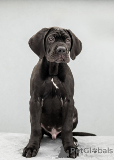 Photo №4. Je vais vendre cane corso en ville de Kiev. de la fourrière, éleveur - prix - 1600€