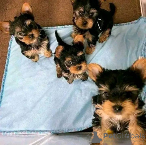 Photo №2 de l'annonce № 121584 de la vente yorkshire terrier - acheter à USA annonce privée