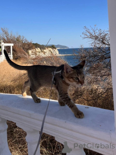 Photo №3. Chat Chausie et chat. Fédération de Russie