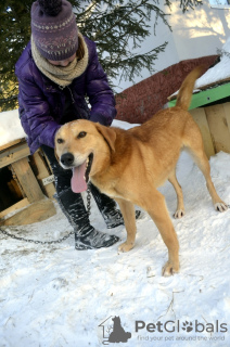 Photo №4. Je vais vendre chien bâtard en ville de Краснокамск. de l'abri - prix - Gratuit