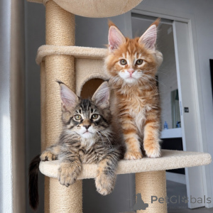 Photo №1. maine coon - à vendre en ville de Norrköping | négocié | Annonce № 171096