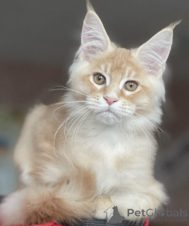Photo №1. maine coon - à vendre en ville de Baden-Baden | 965€ | Annonce № 163189