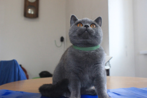 Photo №4. Je vais vendre british shorthair en ville de Gomel. de la fourrière - prix - 447€