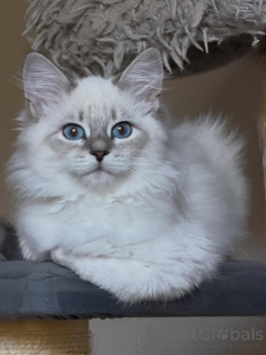 Photo №1. sibérien - à vendre en ville de Berlin | négocié | Annonce № 154640