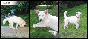 Photo №3. A vendre chiots Malamute d'Alaska - 4 filles. Pologne